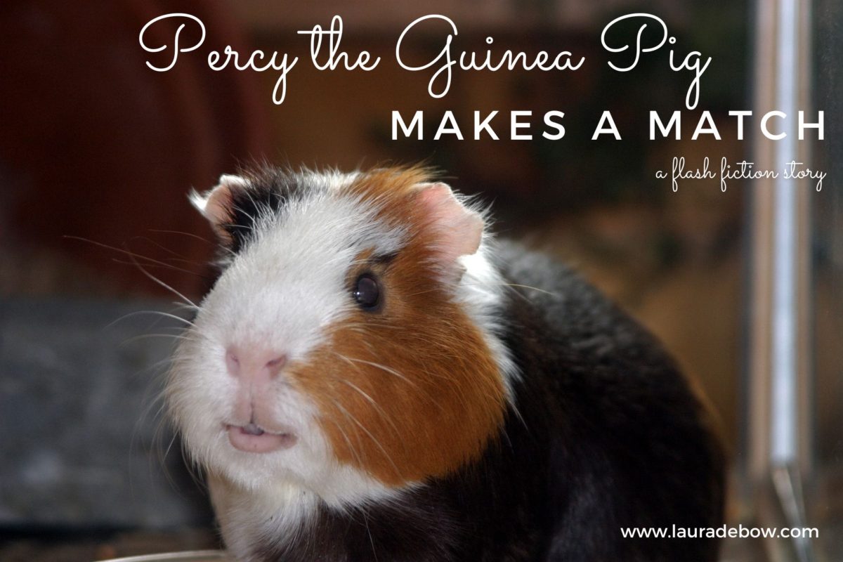 Free Flash Fiction: Percy the Guinea Pig Makes a Match